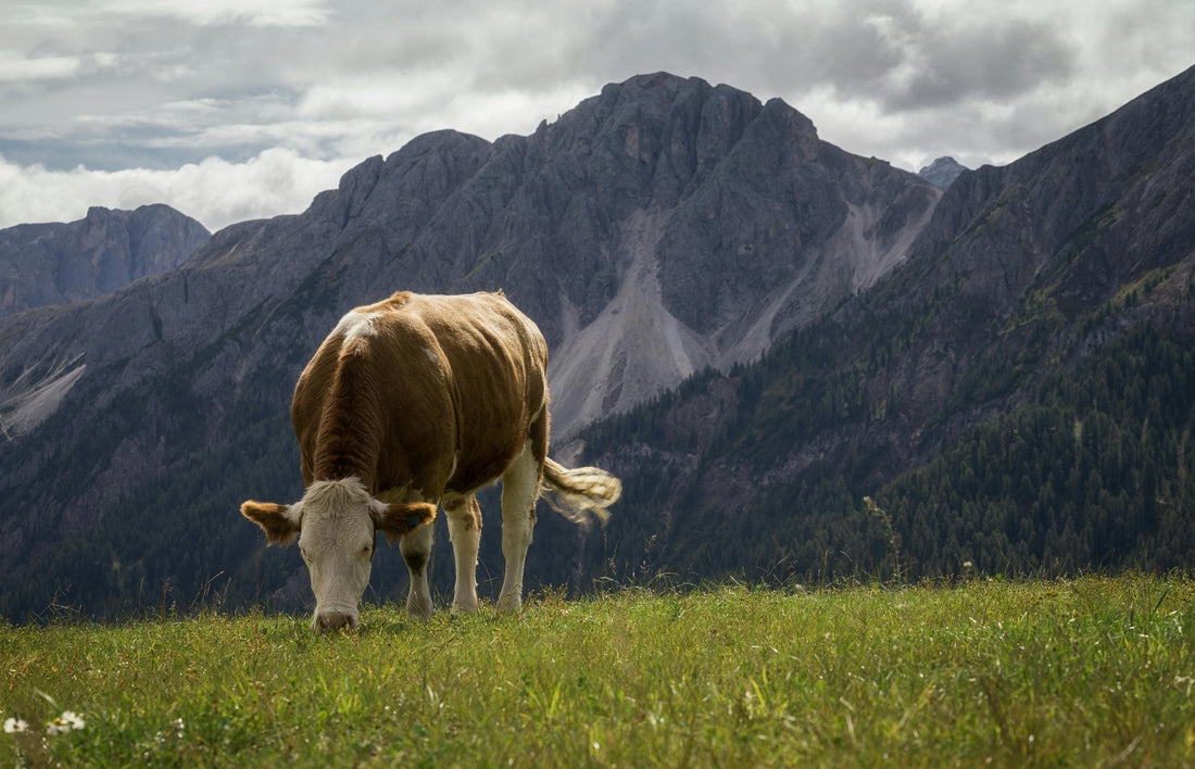 Grass-Fed Tallow: The Secret to Your Best Skin - Harvest & Herd Co.